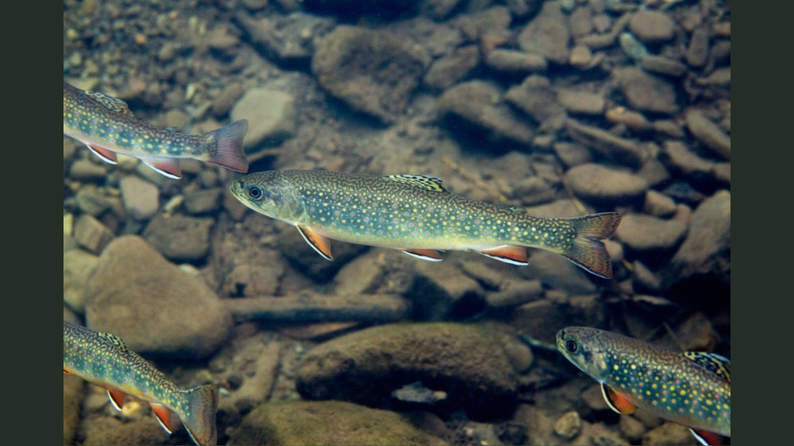 Young brook trout holding over clear gravel
