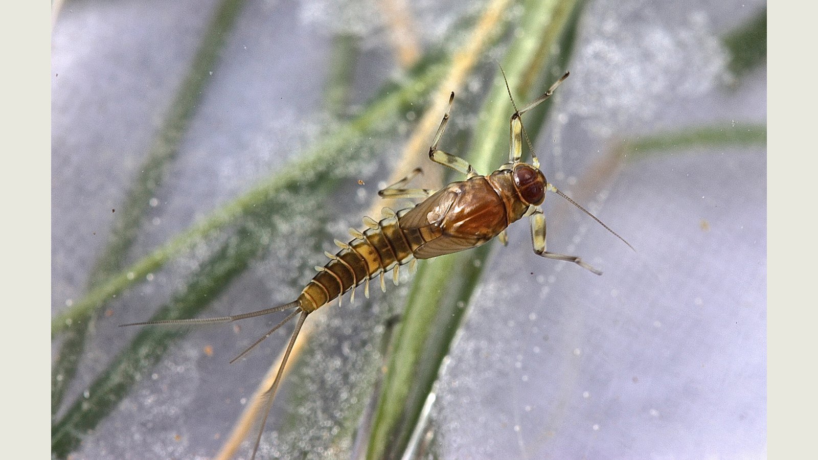 Small Baetis mayfly on a pale background