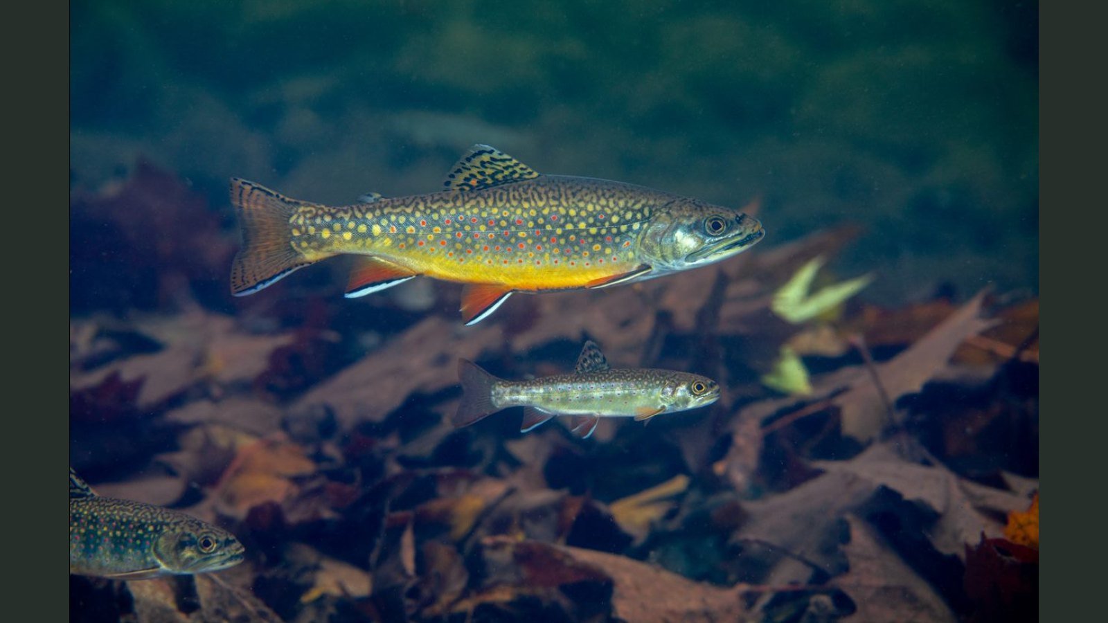 Brook trout underwater in a cold stream