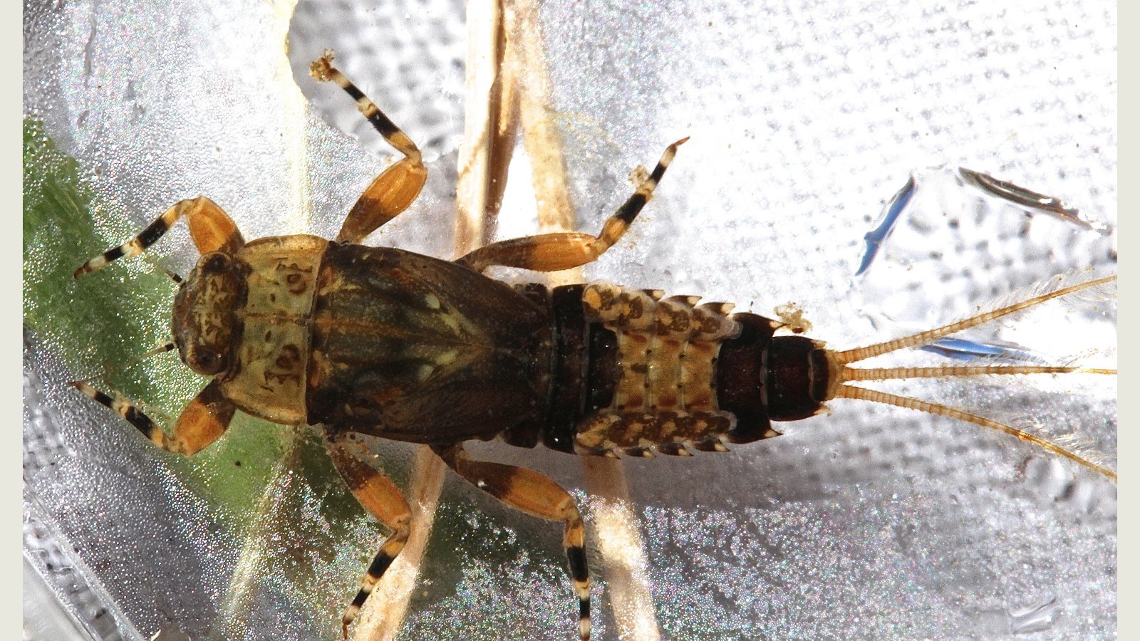 Ephemerella subvaria mayfly nymph close-up