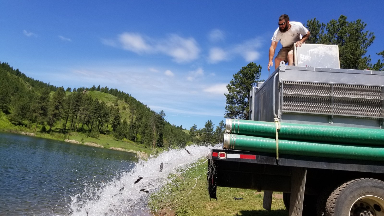 Rainbow trout being stocked into a lake from a hatchery truck