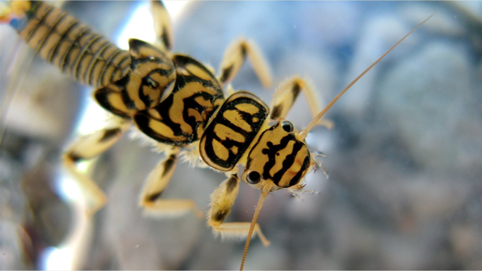Stonefly nymph with paired tails and segmented body
