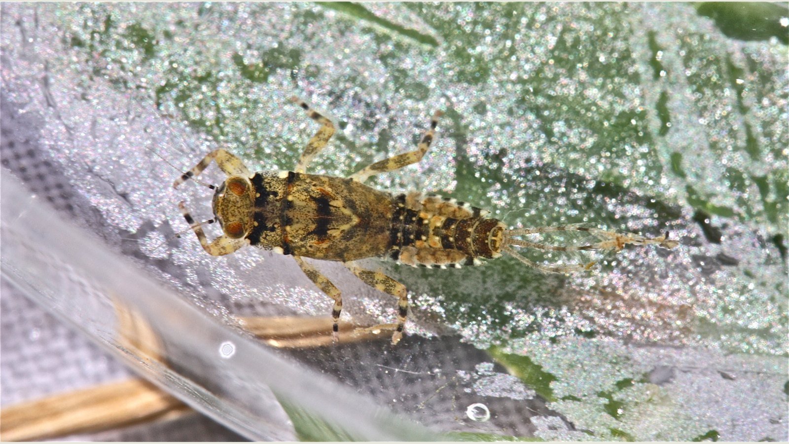 Sulphur Hatch (Ephemerella invaria + dorothea): The May-to-June Evening Mayfly That Defines Prime Inland Trout Fishing