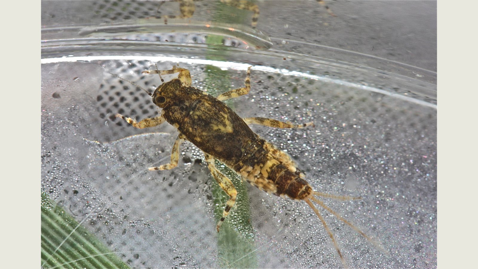 Ephemerella invaria mayfly nymph on a pale background