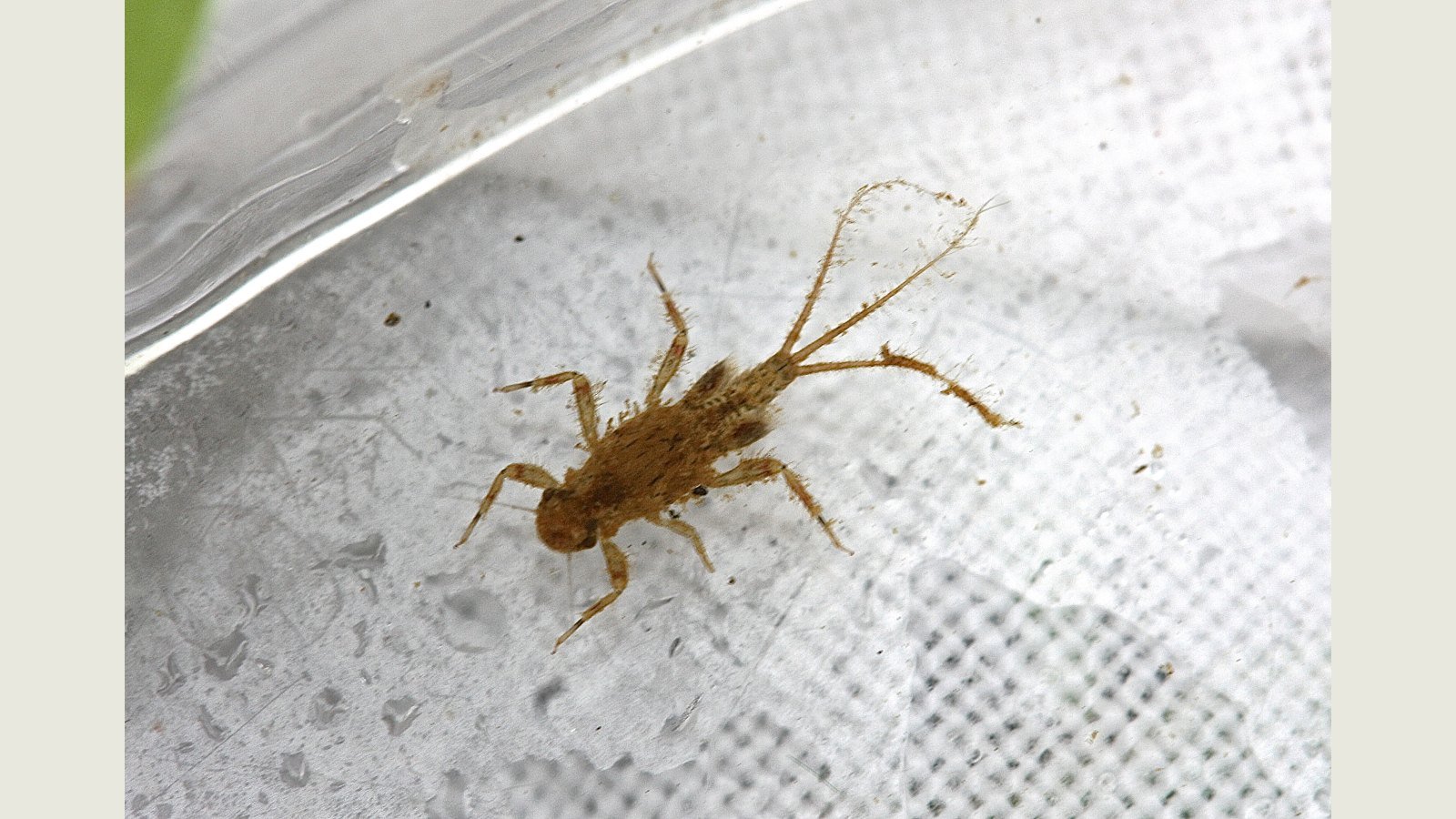 Tiny Tricorythodes mayfly on a white mesh background