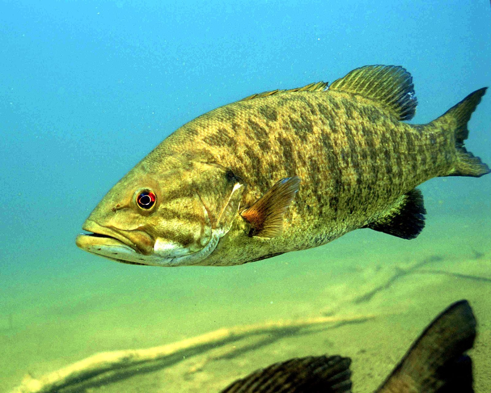 The Smallmouth Story