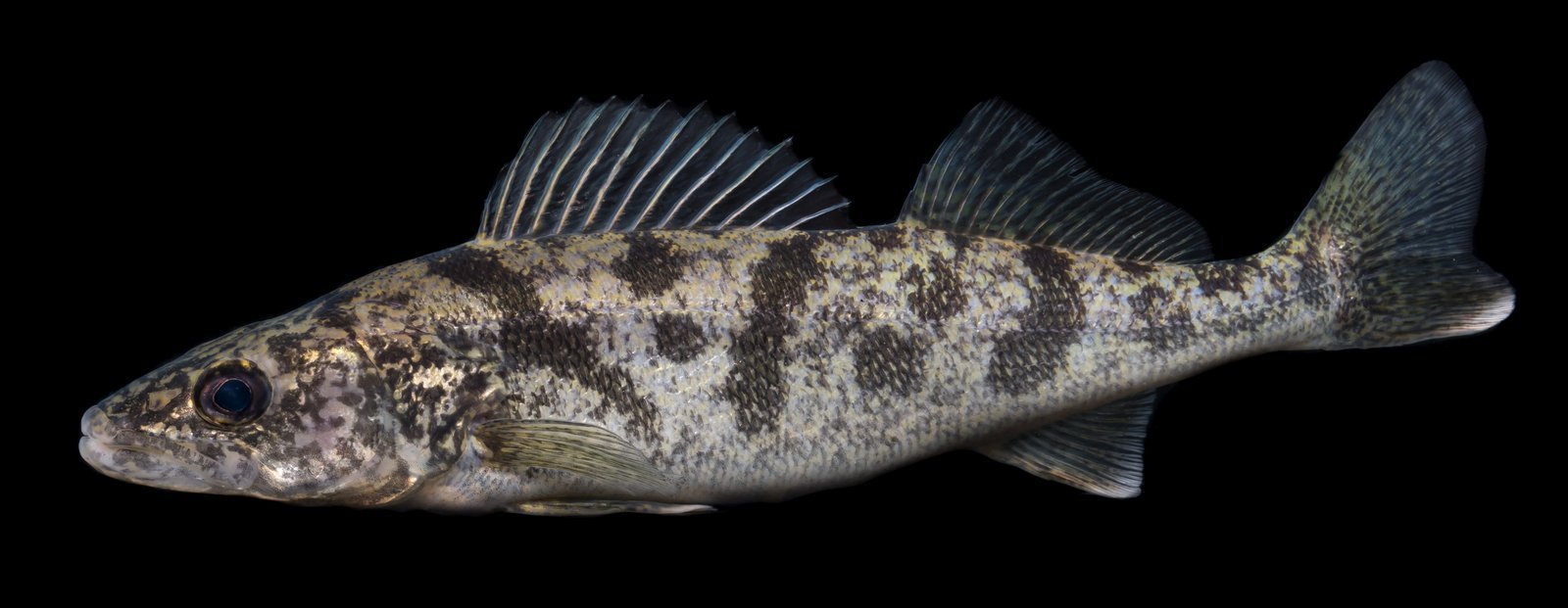 The Walleye Story