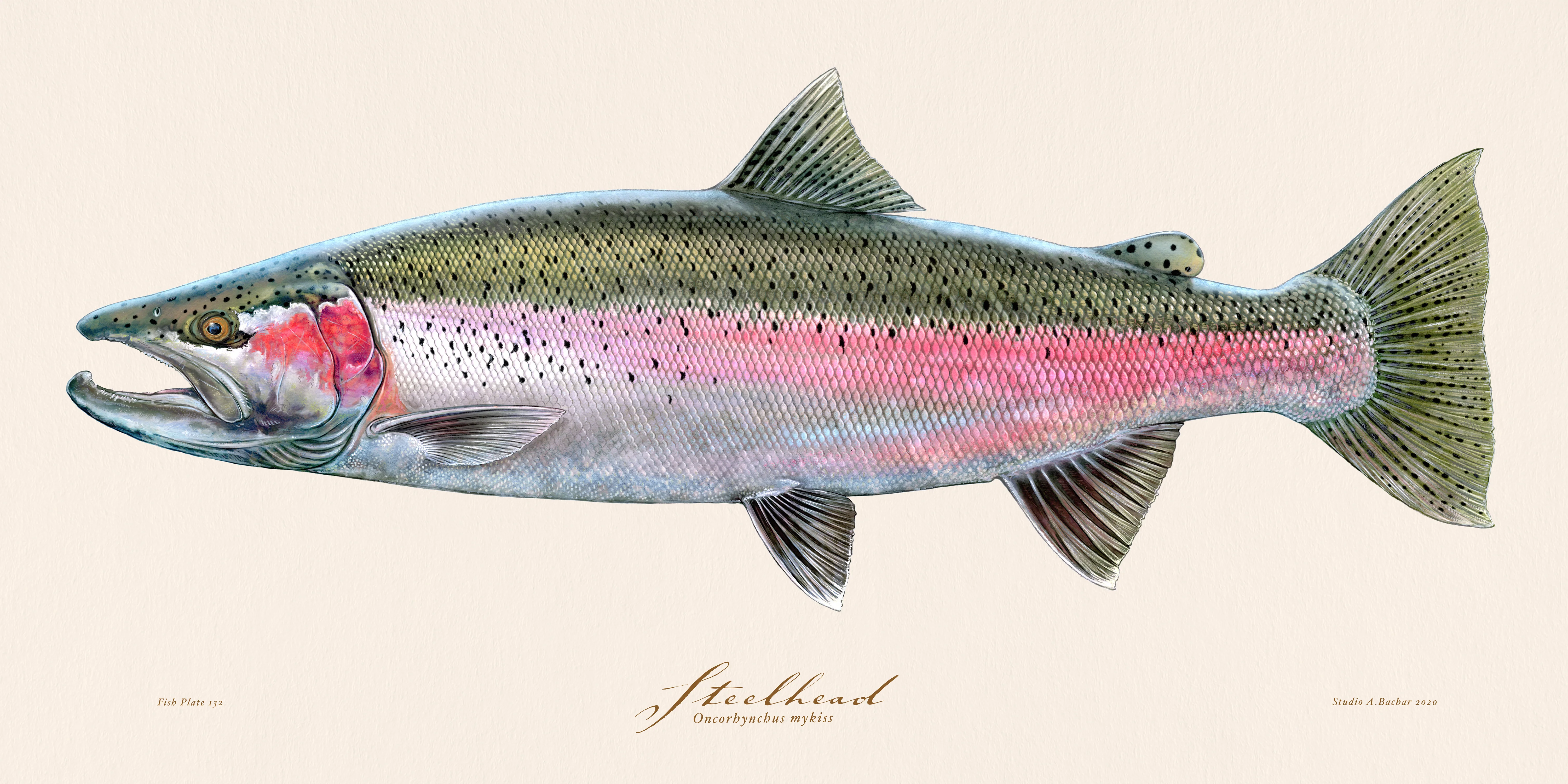 Steelhead — illustrated plate