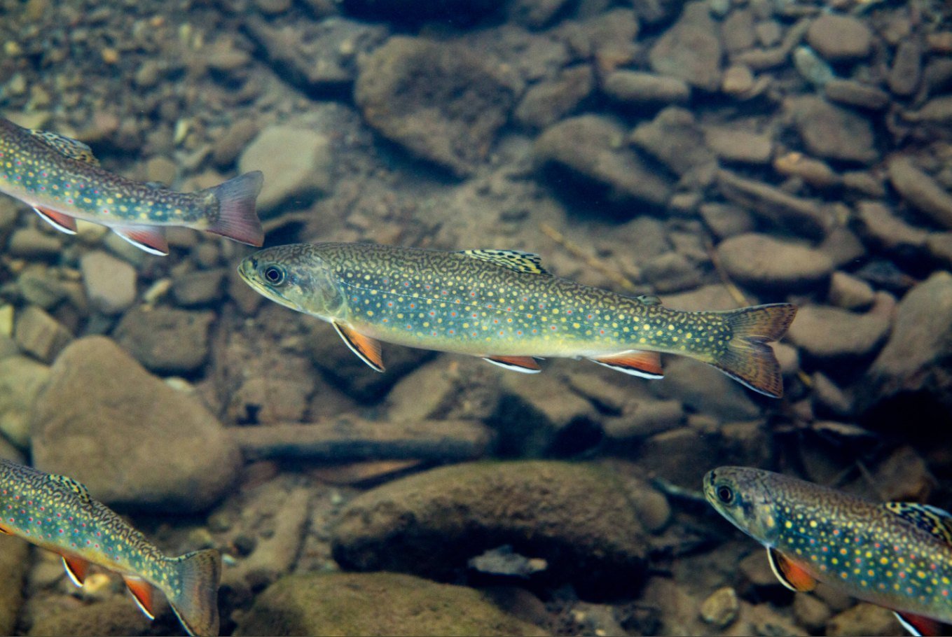 Young brook trout (Salvelinus fontinalis) swimming over rocky stream bottom.