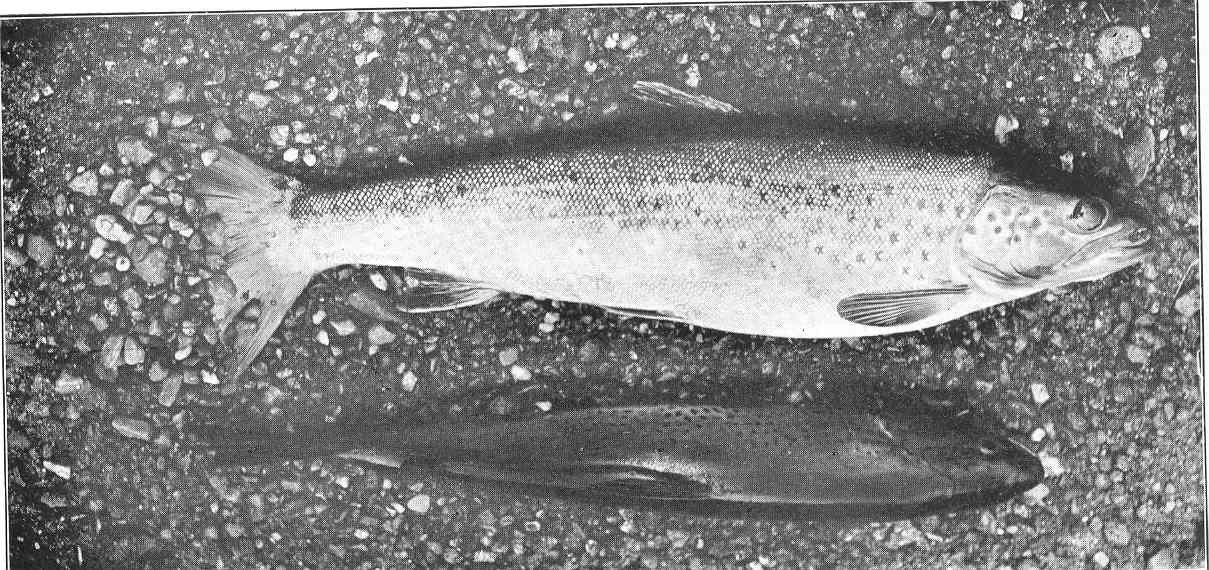 Historical illustration of male and female brown trout spawning with the female digging a redd