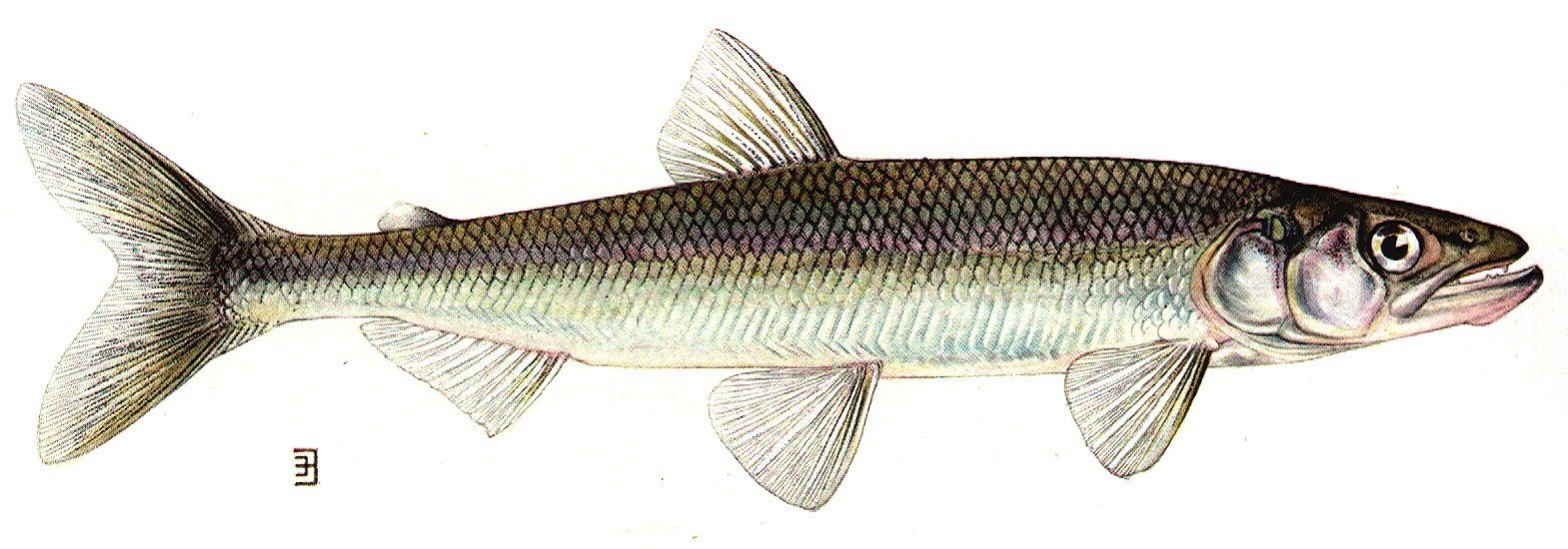 Rainbow smelt (Osmerus mordax) classical fish illustration, lateral view