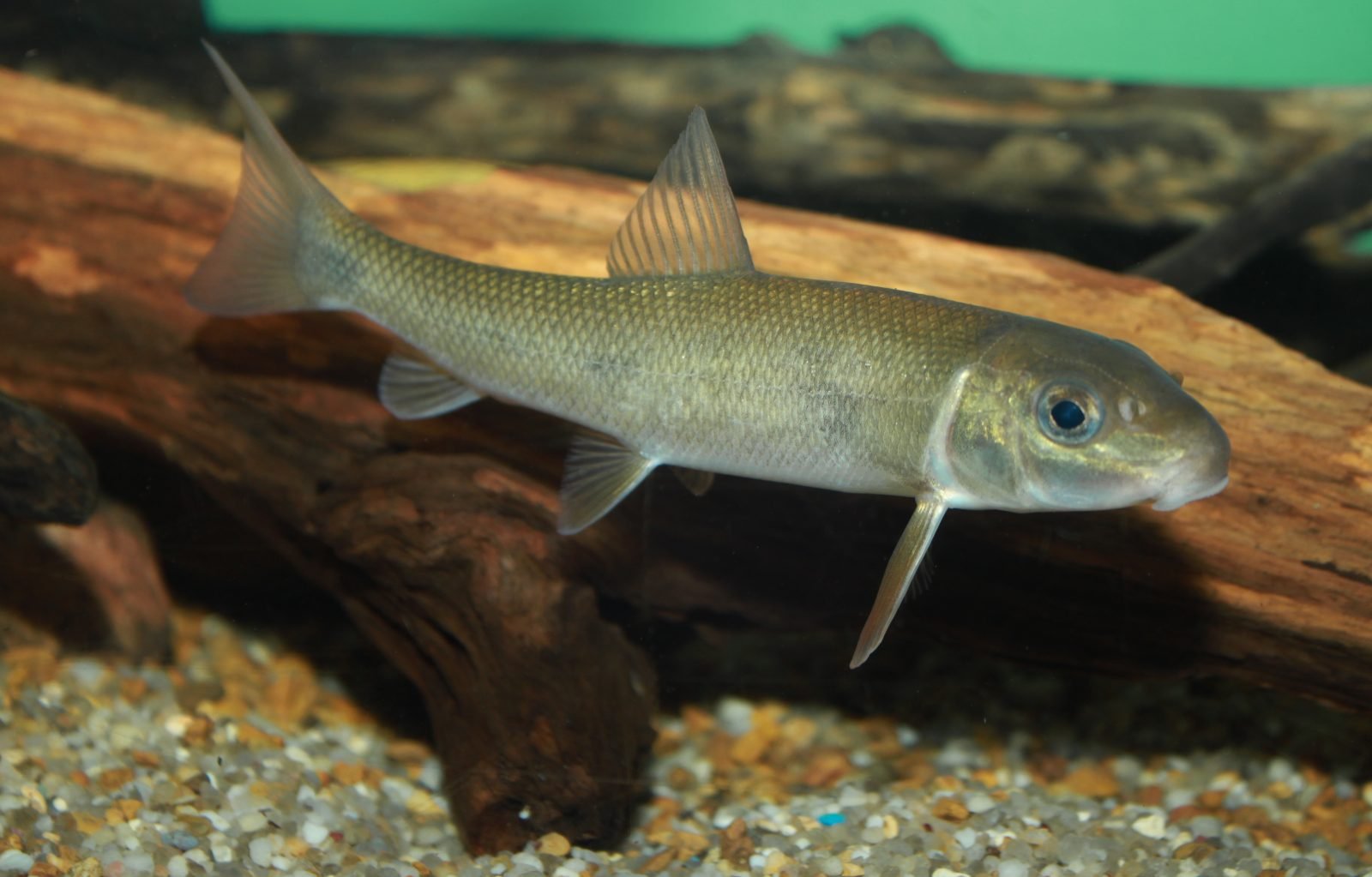 Adult white sucker (Catostomus commersonii).